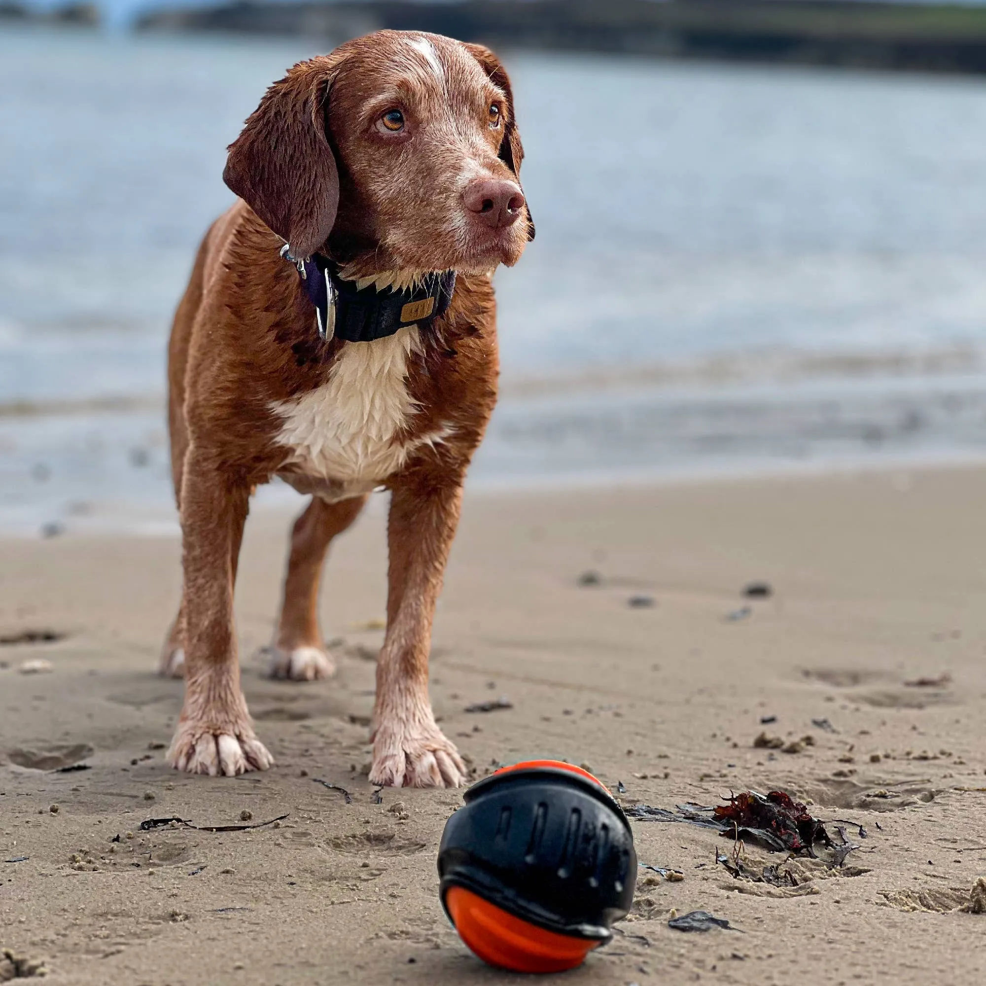 Ancol Extreme  Tough Ball Dog Toy