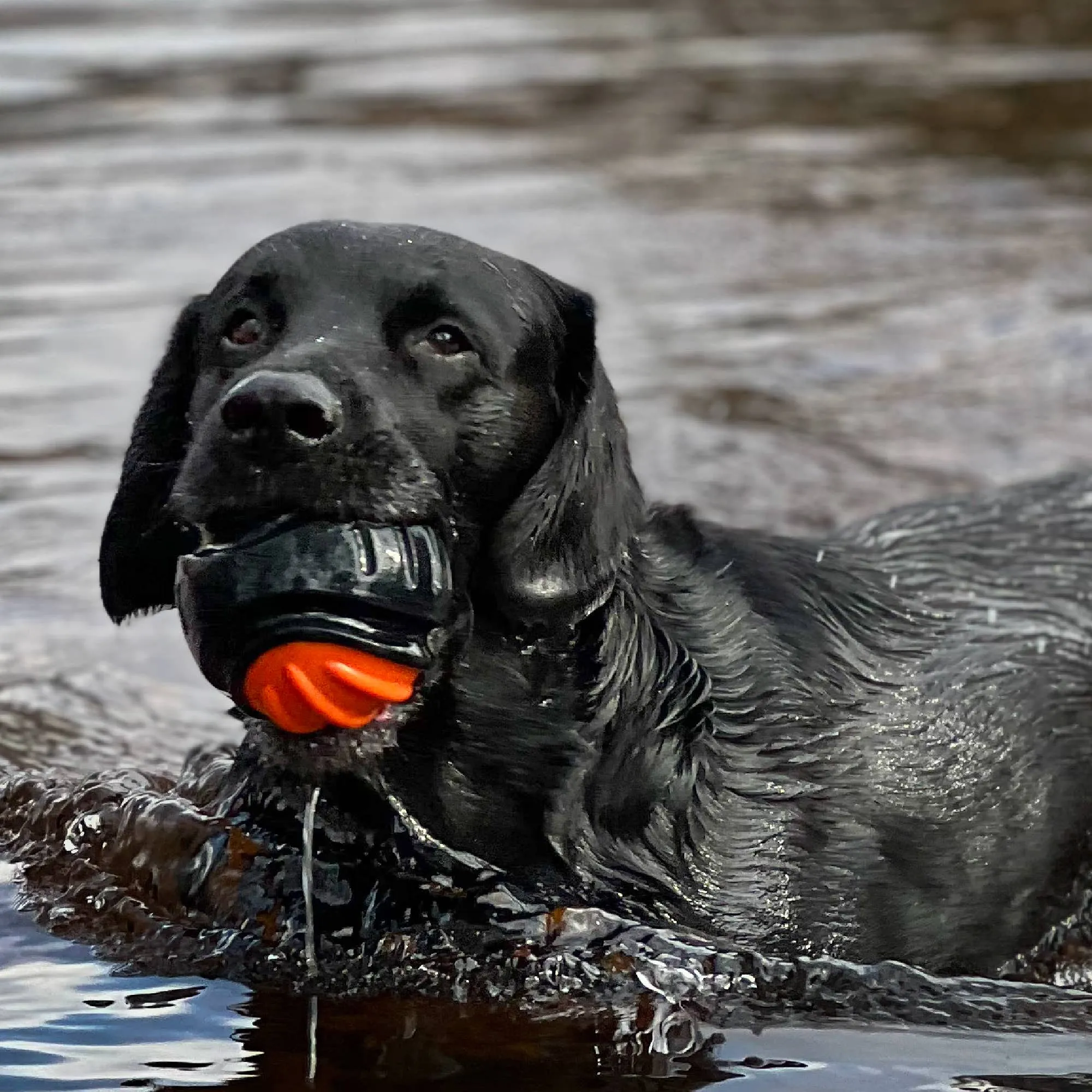 Ancol Extreme  Tough Ball Dog Toy
