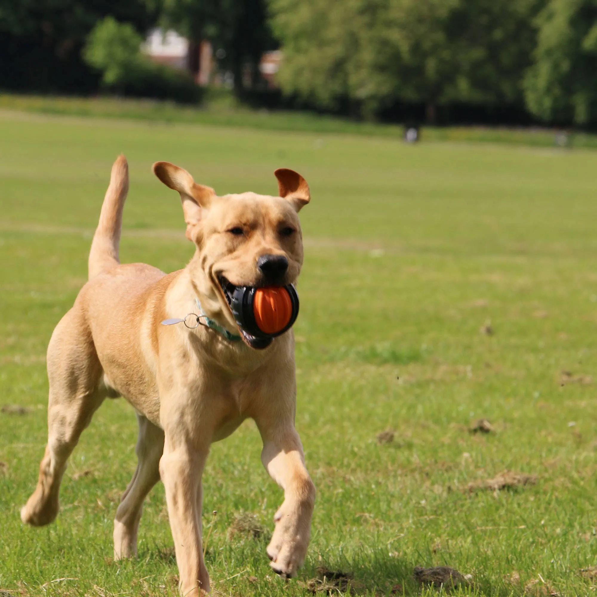 Ancol Extreme  Tough Ball Dog Toy